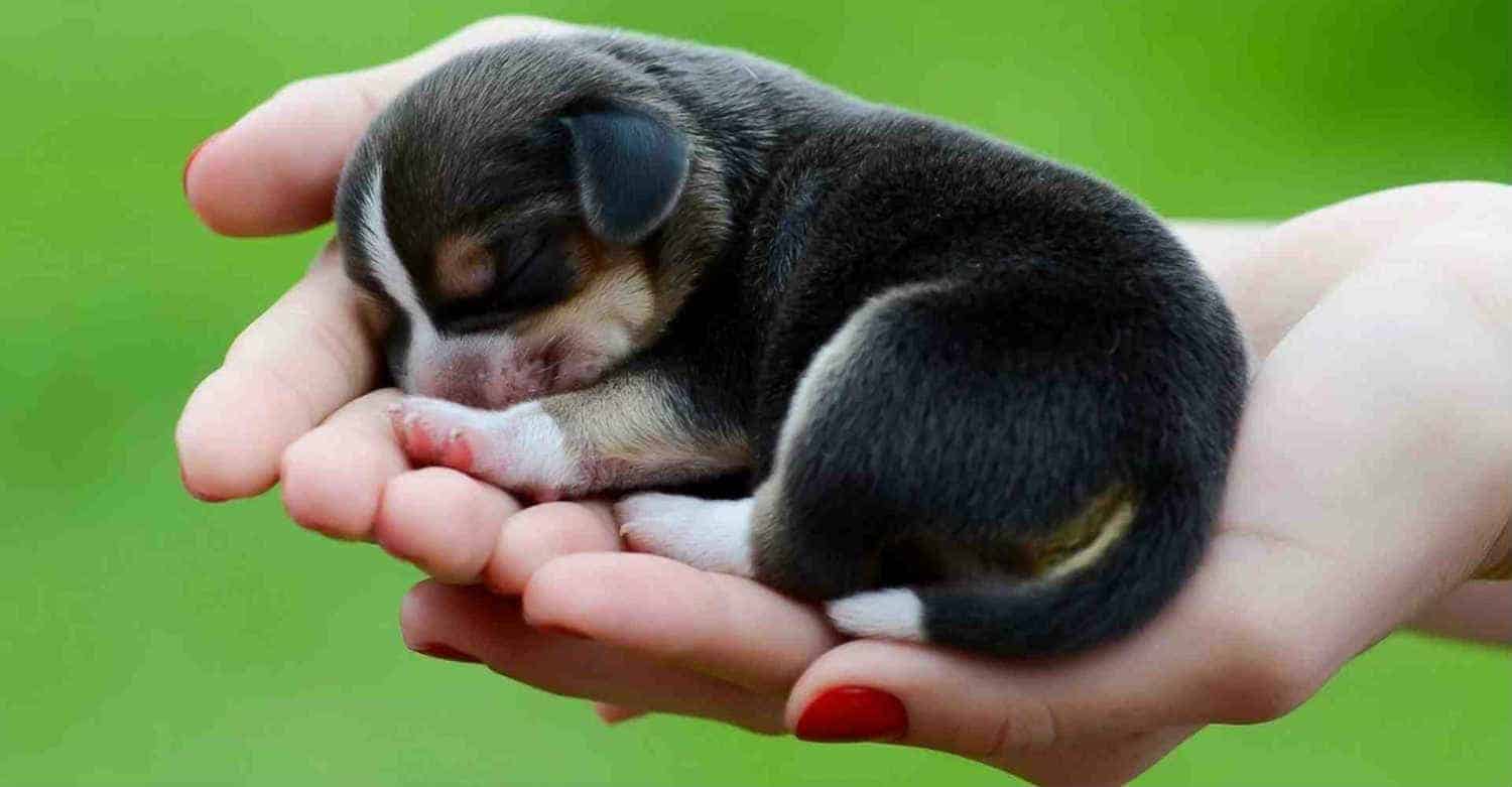 Giải Mã Giấc Mơ Thấy Chó - Mơ thấy chó có làm sao không?