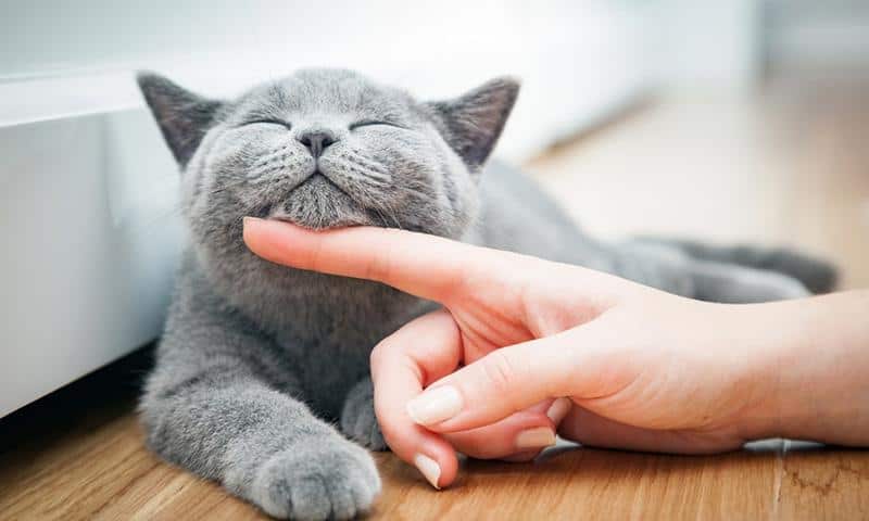 Nằm mơ thấy mèo báo hiệu điều gì? - 2sao